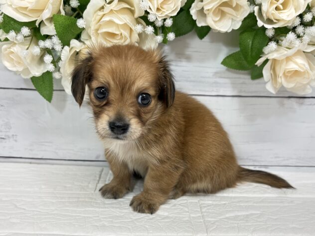 宮城県のハーフ犬・ミックス犬 (アミーゴ仙台富沢店/2026年2月24日生まれ/男の子/レッド)の子犬