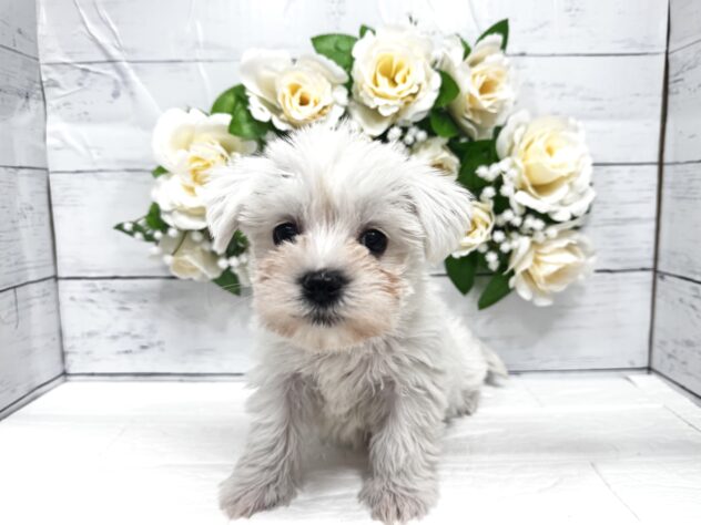 宮城県のハーフ犬・ミックス犬 (アミーゴ仙台富沢店/2026年2月24日生まれ/女の子/ホワイト)の子犬