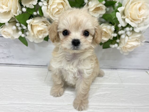 宮城県のハーフ犬・ミックス犬 (アミーゴ仙台富沢店/2026年3月3日生まれ/女の子/アプリコット)の子犬