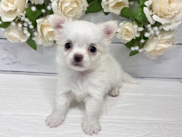 宮城県のチワワ(ロング) (アミーゴ仙台富沢店/2026年3月2日生まれ/女の子/クリーム)の子犬