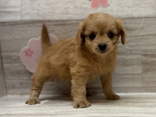 岩手県のハーフ犬・ミックス犬 (アミーゴ一関店/2026年2月19日生まれ/女の子/レッド)の子犬