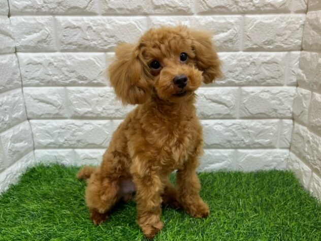 新潟県のトイプードル(トイ) (アミーゴ紫竹山店/2025年10月6日生まれ/男の子/レッド)の子犬の2枚目の画像