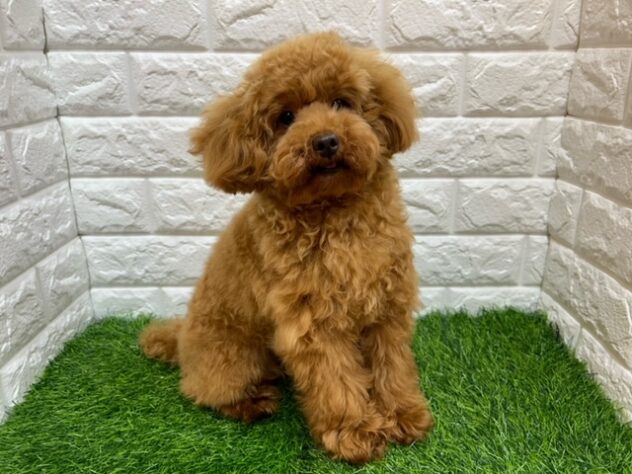 新潟県のトイプードル(トイ) (アミーゴ紫竹山店/2025年10月6日生まれ/男の子/レッド)の子犬の1枚目の画像