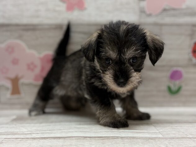 秋田県のハーフ犬・ミックス犬 (アミーゴ横手店/2026年2月24日生まれ/男の子/ソルトペッパー)の子犬