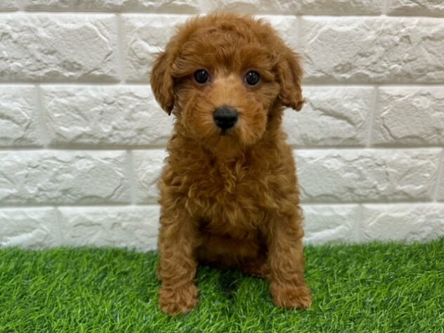 新潟県のトイプードル(トイ) (アミーゴ新潟小新店/2025年11月8日生まれ/女の子/レッド)の子犬