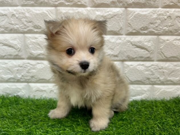 新潟県のハーフ犬・ミックス犬 (アミーゴ紫竹山店/2026年1月29日生まれ/男の子/セーブル)の子犬の1枚目の画像