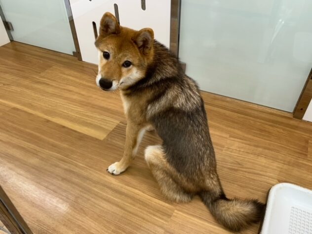 新潟県の柴犬(標準サイズ) (アミーゴ紫竹山店/2026年3月2日生まれ/男の子/赤)の子犬の2枚目の画像