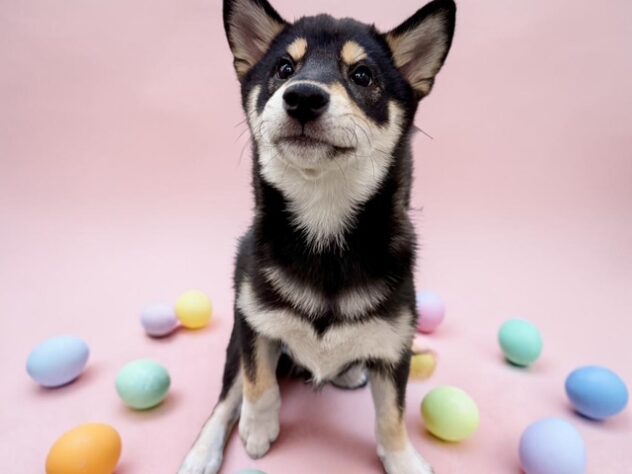 兵庫県の柴犬(標準サイズ) (ワンキャラット アミーゴ姫路花田店/2025年12月6日生まれ/女の子/黒)の子犬の4枚目の画像