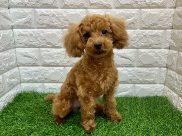 新潟県のトイプードル(トイ) (アミーゴ紫竹山店/2025年10月6日生まれ/男の子/レッド)の子犬の1枚目の画像