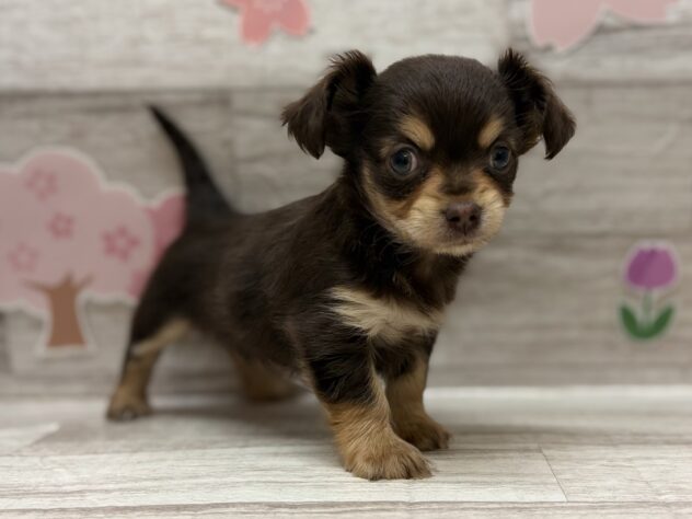 秋田県のハーフ犬・ミックス犬 (アミーゴ横手店/2026年2月17日生まれ/女の子/チョコレートタン)の子犬