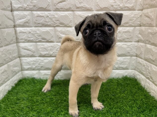 新潟県のパグ (アミーゴ紫竹山店/2025年12月18日生まれ/男の子/フォーン)の子犬の1枚目の画像