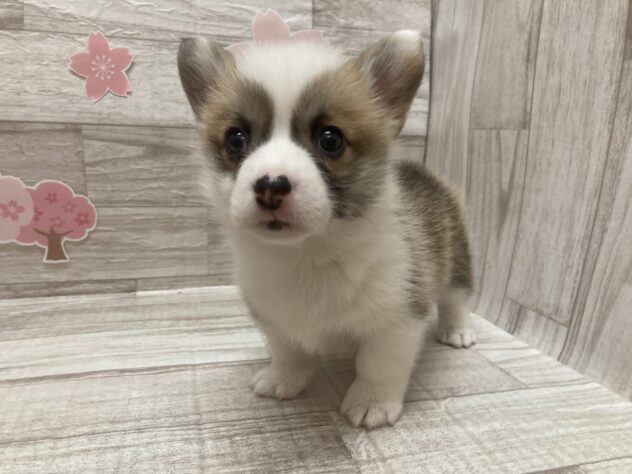 秋田県のウェルシュコーギーペンブローク (アミーゴ横手店/2026年2月24日生まれ/女の子/レッドホワイト)の子犬