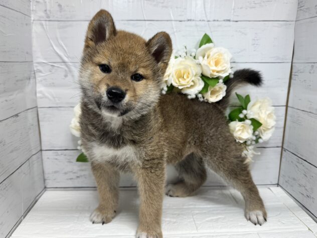 宮城県の柴犬(標準サイズ) (アミーゴ仙台富沢店/2026年1月18日生まれ/男の子/赤)の子犬