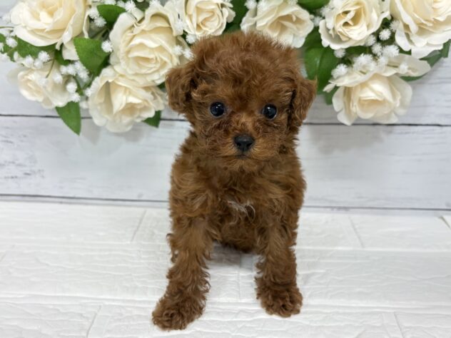 宮城県のトイプードル(トイ) (アミーゴ仙台富沢店/2026年2月21日生まれ/女の子/レッド)の子犬