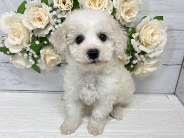宮城県のビションフリーゼ (アミーゴ仙台富沢店/2026年3月1日生まれ/女の子/ホワイト)の子犬