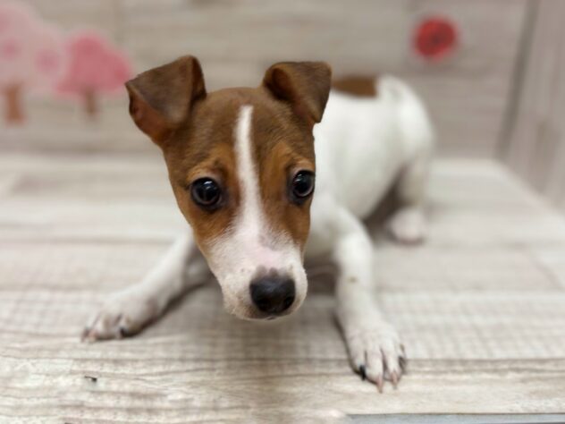 秋田県のジャックラッセルテリア (アミーゴ横手店/2025年12月22日生まれ/男の子/ホワイトタン)の子犬