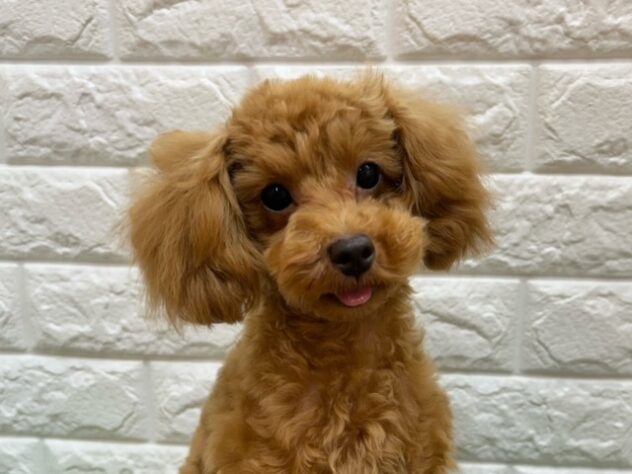 新潟県のトイプードル(トイ) (アミーゴ紫竹山店/2025年10月6日生まれ/男の子/レッド)の子犬の3枚目の画像