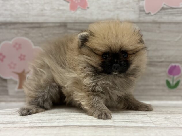 秋田県のポメラニアン (アミーゴ横手店/2026年2月10日生まれ/男の子/オレンジ)の子犬