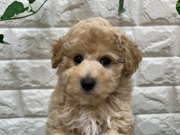 新潟県のハーフ犬・ミックス犬 (アミーゴ紫竹山店/2026年1月30日生まれ/男の子/アプリコット)の子犬の3枚目の画像