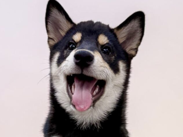 兵庫県の柴犬(標準サイズ) (ワンキャラット アミーゴ姫路花田店/2025年12月6日生まれ/女の子/黒)の子犬の1枚目の画像