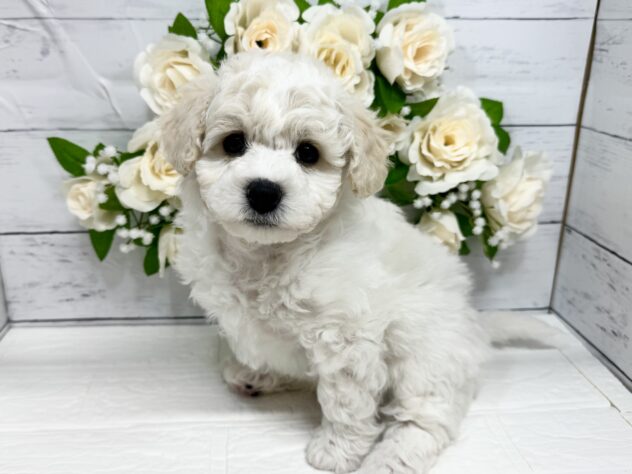 宮城県のビションフリーゼ (アミーゴ仙台富沢店/2026年1月25日生まれ/男の子/ホワイト)の子犬