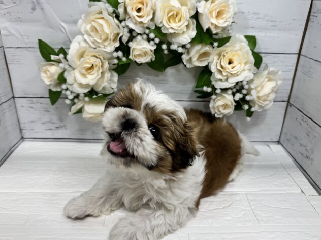 宮城県のシーズー (アミーゴ仙台富沢店/2026年1月27日生まれ/女の子/ホワイトゴールド)の子犬
