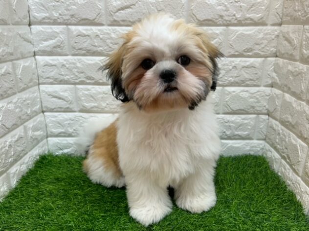 新潟県のシーズー (アミーゴ紫竹山店/2025年11月24日生まれ/女の子/ホワイトゴールド)の子犬の1枚目の画像