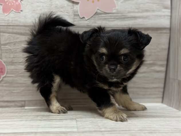 岩手県のチワワ(ロング) (アミーゴ一関店/2026年2月7日生まれ/女の子/ブラックタンホワイト)の子犬