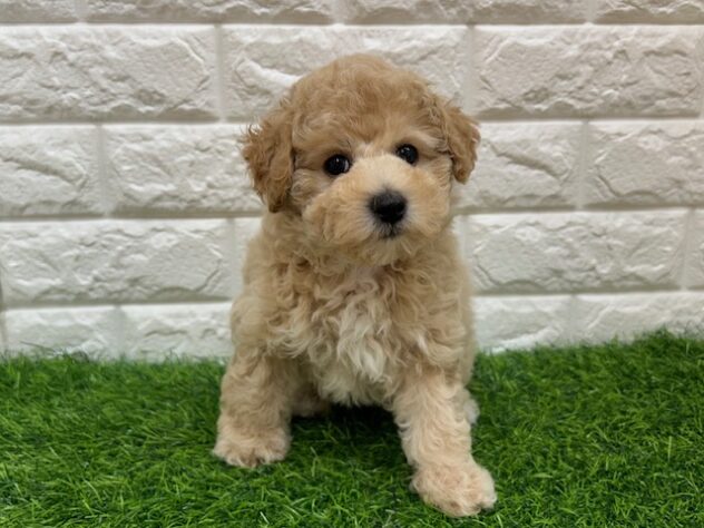 新潟県のハーフ犬・ミックス犬 (アミーゴ紫竹山店/2026年1月30日生まれ/男の子/アプリコット)の子犬の1枚目の画像
