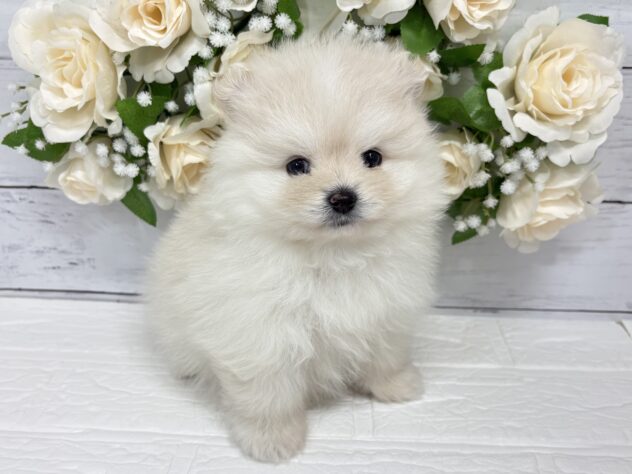 宮城県のポメラニアン (アミーゴ仙台富沢店/2026年3月1日生まれ/女の子/クリーム)の子犬