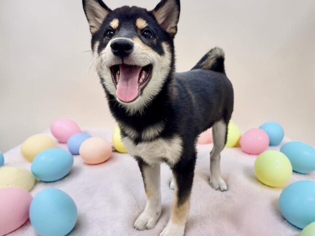 兵庫県の柴犬(標準サイズ) (ワンキャラット アミーゴ姫路花田店/2025年12月6日生まれ/女の子/黒)の子犬の2枚目の画像