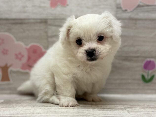 岩手県のハーフ犬・ミックス犬 (アミーゴ一関店/2026年2月17日生まれ/男の子/ホワイト)の子犬