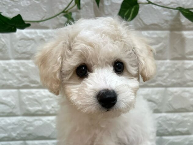 新潟県のビションフリーゼ (アミーゴ紫竹山店/2026年1月25日生まれ/男の子/ホワイト)の子犬の4枚目の画像