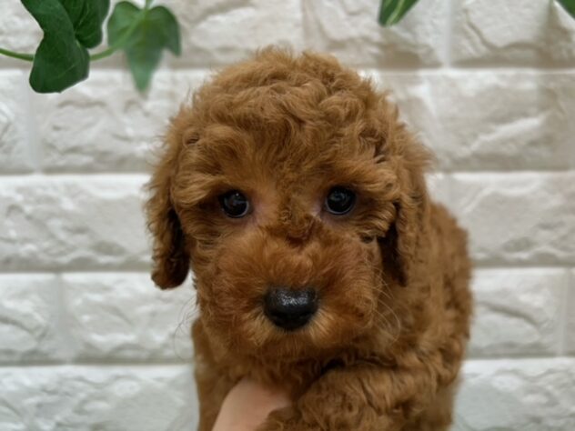 新潟県のトイプードル(トイ) (アミーゴ紫竹山店/2026年5月5日生まれ/女の子/レッド)の子犬の2枚目の画像