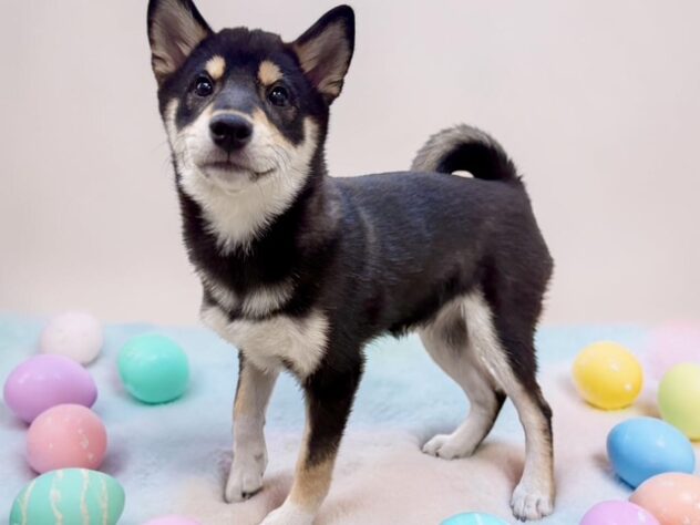 兵庫県の柴犬(標準サイズ) (ワンキャラット アミーゴ姫路花田店/2025年12月6日生まれ/女の子/黒)の子犬の3枚目の画像