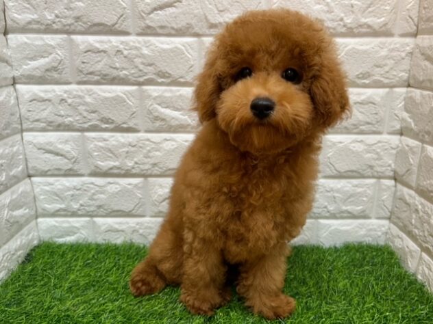 新潟県のトイプードル(トイ) (アミーゴ紫竹山店/2026年5月5日生まれ/女の子/レッド)の子犬の1枚目の画像