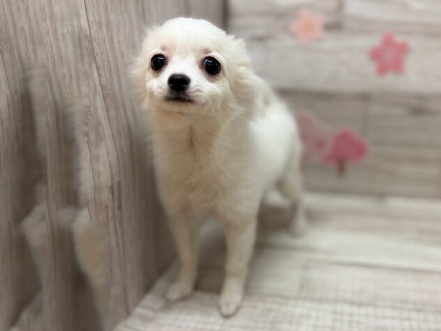 秋田県のハーフ犬・ミックス犬 (アミーゴ横手店/2025年11月26日生まれ/男の子/ホワイトクリーム)の子犬