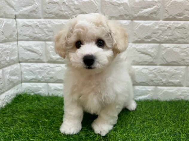 新潟県のビションフリーゼ (アミーゴ紫竹山店/2026年1月25日生まれ/男の子/ホワイト)の子犬の1枚目の画像