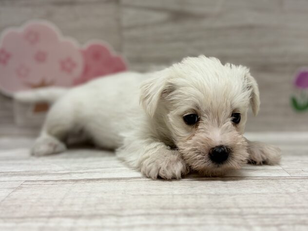 秋田県のハーフ犬・ミックス犬 (アミーゴ横手店/2026年2月24日生まれ/男の子/ホワイト)の子犬