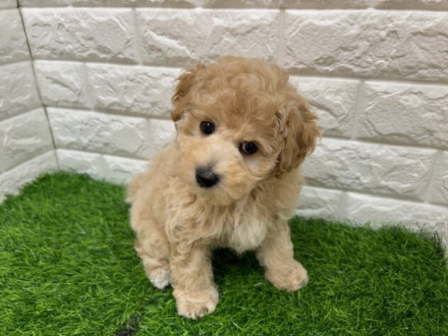 新潟県のハーフ犬・ミックス犬 (アミーゴ紫竹山店/2026年1月30日生まれ/男の子/アプリコット)の子犬の2枚目の画像