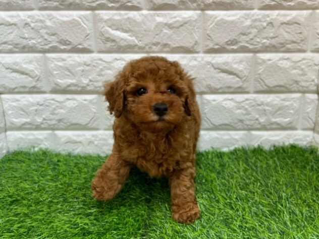 新潟県のトイプードル(トイ) (アミーゴ紫竹山店/2026年5月5日生まれ/女の子/レッド)の子犬の1枚目の画像