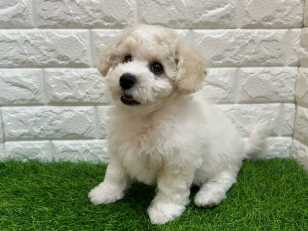 新潟県のビションフリーゼ (アミーゴ紫竹山店/2026年1月25日生まれ/男の子/ホワイト)の子犬の2枚目の画像