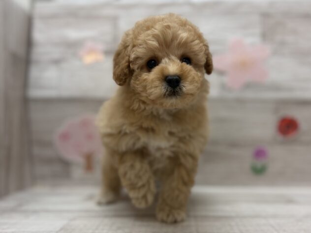 岩手県のトイプードル(トイ) (アミーゴ一関店/2026年2月18日生まれ/女の子/アプリコット)の子犬