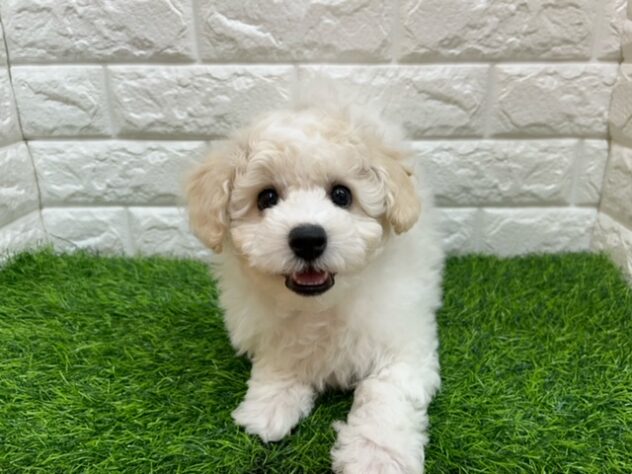 新潟県のビションフリーゼ (アミーゴ紫竹山店/2026年1月25日生まれ/男の子/ホワイト)の子犬の3枚目の画像