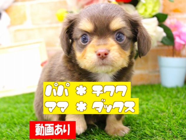 兵庫県のハーフ犬・ミックス犬 (ペット・プラザ アミーゴ三田店/2026年2月14日生まれ/男の子/チョコレートタン)の子犬の1枚目の画像