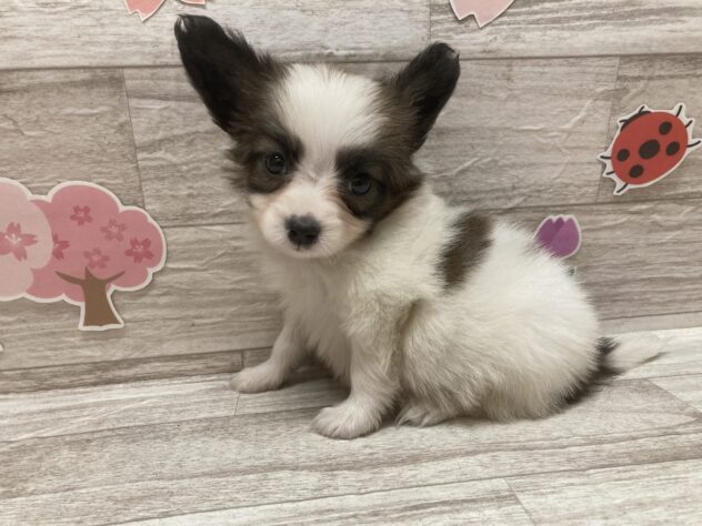 秋田県のパピヨン (アミーゴ横手店/2026年2月26日生まれ/男の子/ホワイトブラウン)の子犬