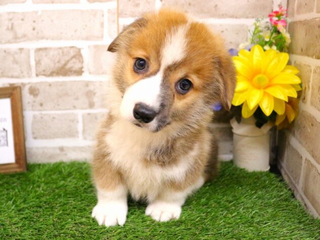 兵庫県のウェルシュコーギーペンブローク (ペット・プラザ アミーゴ神戸西店/2026年2月7日生まれ/男の子/レッドホワイト)の子犬の2枚目の画像