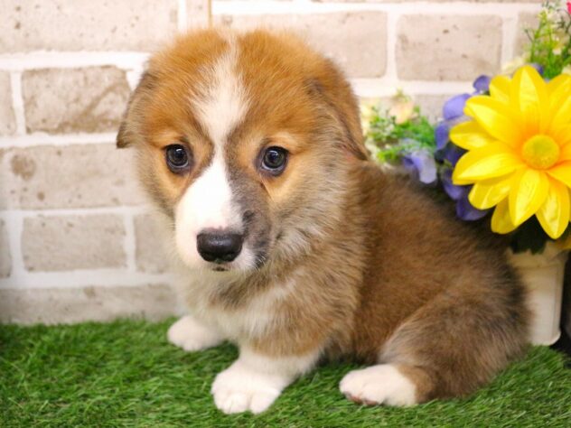 兵庫県のウェルシュコーギーペンブローク (ペット・プラザ アミーゴ神戸西店/2026年2月7日生まれ/男の子/レッドホワイト)の子犬の3枚目の画像