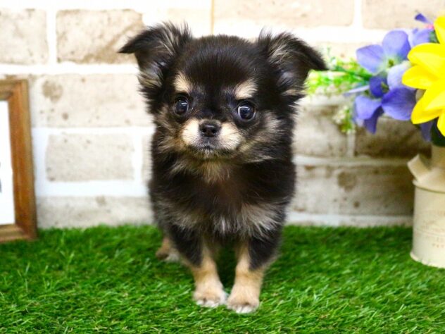 兵庫県のチワワ(ロング) (ペット・プラザ アミーゴ神戸西店/2026年1月27日生まれ/男の子/ブラックタンホワイト)の子犬の1枚目の画像