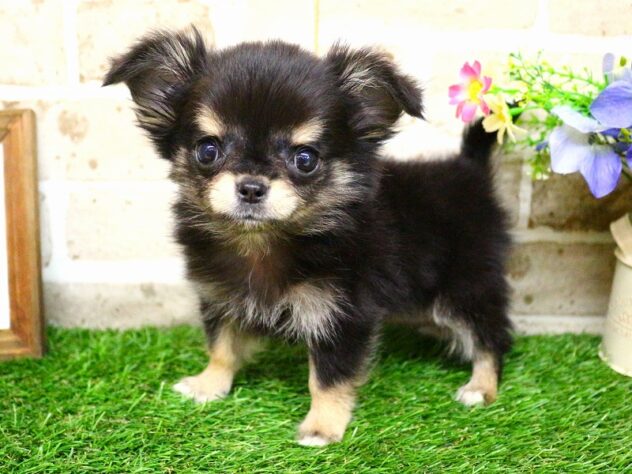 兵庫県のチワワ(ロング) (ペット・プラザ アミーゴ神戸西店/2026年1月27日生まれ/男の子/ブラックタンホワイト)の子犬の2枚目の画像